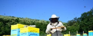 Областният пчеларски съюз /ОПС/ в Плевен внася утре в Консултативния