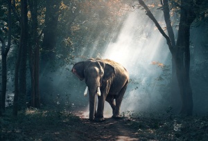 Държавата Зимбабве е продала близо 100 слона на Китай и