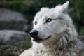 Откриха запазена глава на вълк на 40 000 години в Сибир