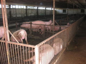 Ново огнище на Африканска чума по свинете констатираха в свинекомплекс