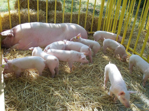 И в Добричко обявиха бедствено положение заради чумата по свинете.