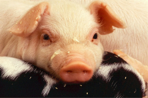 Две положителни проби за чума по свинете са установени при
