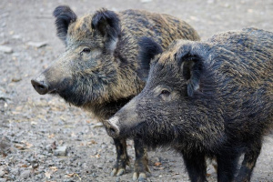 Взехме всички възможни мерки да защитим дивите свине от вируса