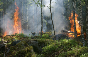 250 декара дъбова гора и пасища изгоряха вчера край Ветрен.