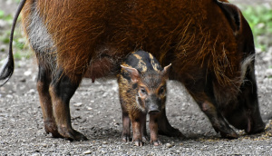 В Северна Македония започна отстрел на диви свине Мярката е