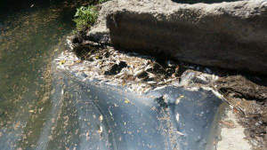 Жегата измори рибата в река Янтра Във вторник в местната