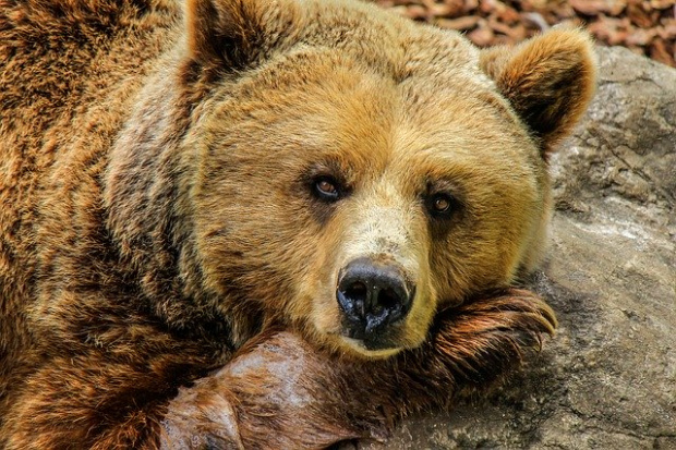 Заради необичайно топлото време във Варна, мечката Свобода от Зоокъта,