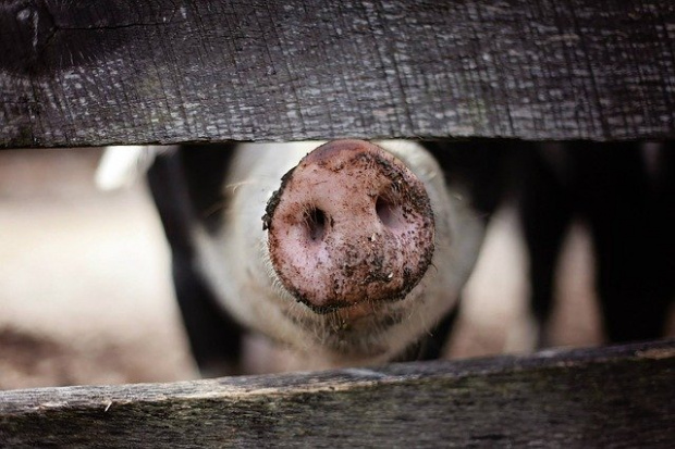 Открито е ново огнище на чума по свинете в област
