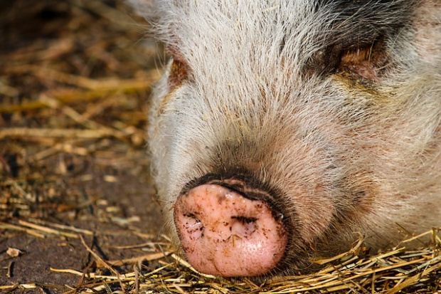 Започва умъртвяването на над 40 000 прасета във Варненско съобщиха