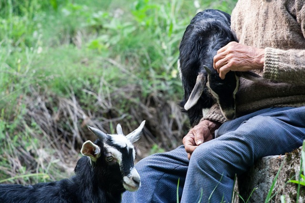 Във ферма в щата Уисконсин коза роди малко с две