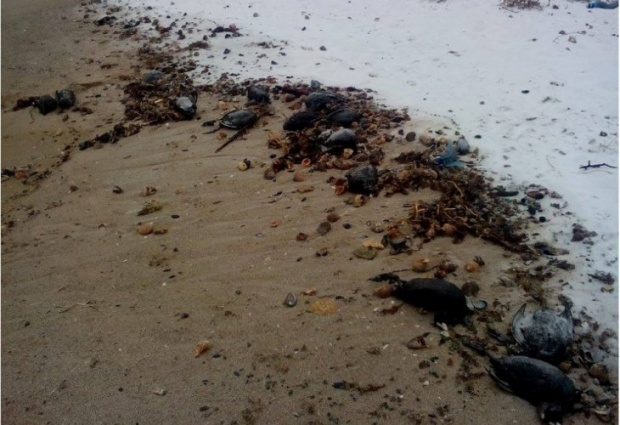 Жители на Бургас подадоха сигнал за голямо количество мъртви птици
