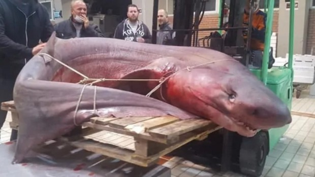 Огромна акула от вида гигантска акула с тегло 330 килограма
