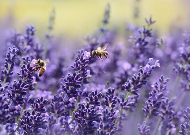 Днес се отбелязва Световният ден на пчелата Денят се отбелязва
