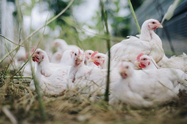 Апокалиптичен вирус от ферми за пилета ще унищожи половината човечество,