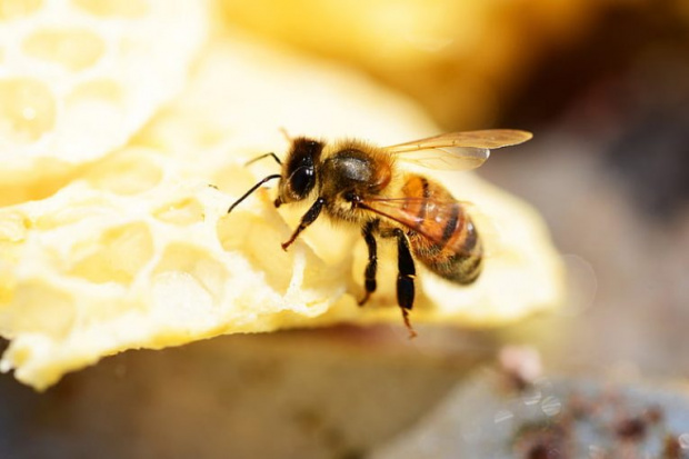 Пчела ужили и уби 32 годишна жена Трагедията се е разиграла в