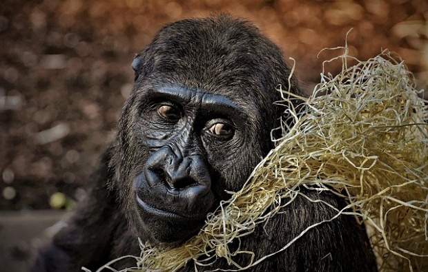 Горилите от зоопарка в Сан Диего са дали положителен тест за