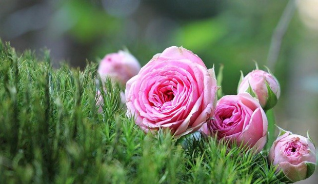Един от символите на България маслодайната роза Дамасцена е