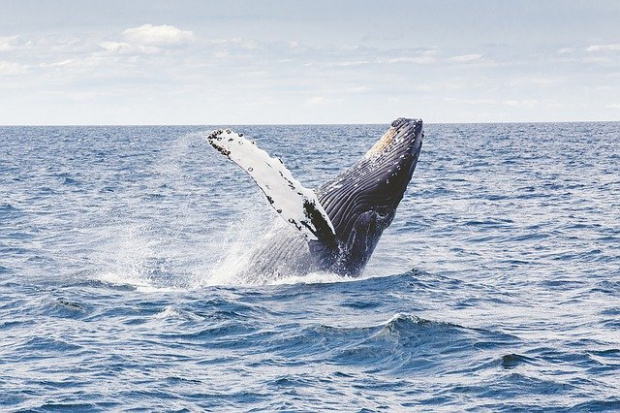 В южната част на Атлантическия океан е забелязан кит който