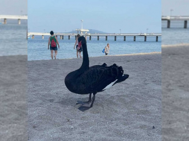 Черен лебед се появи на бургаския плаж и изненада с