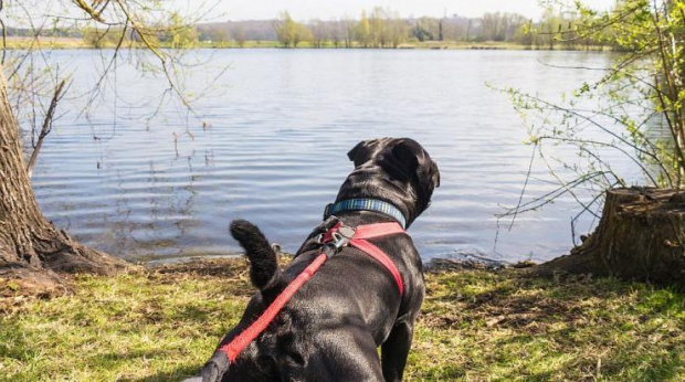 Трагедия в ботевградското село Литаково домашно куче от породата