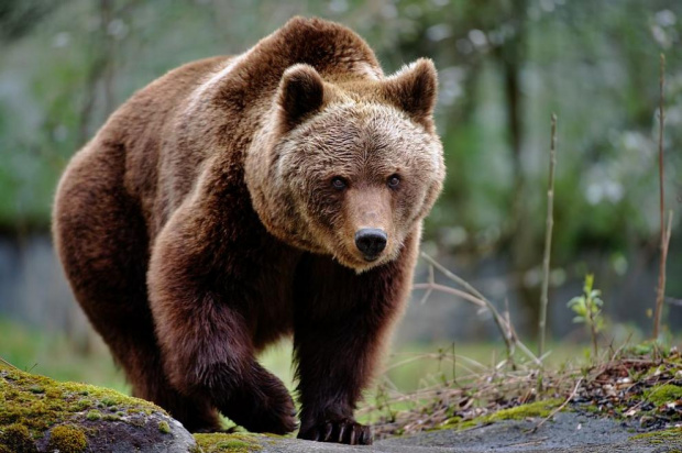 Все още няма разрешение за отстрел на мечката, която вчера