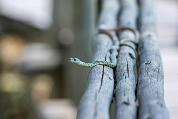 Змии в градска среда Зачестилите срещи с такива влечуги в