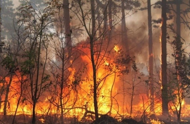 Овладян е пожарът край хасковското село Брягово който за денонощие