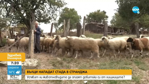 Глутници вълци нападат добитък в странджанските села. 79-годишният пастир Димо