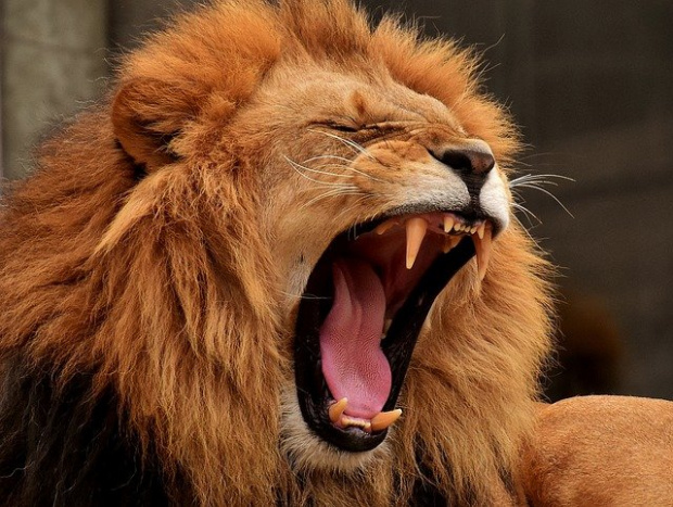 13 годишният африкански лъв Екунду от зоопарка в Хонолулу САЩ