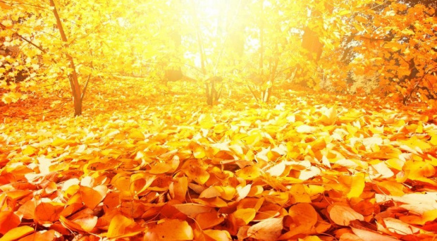 Съботна златно-есенна приказка