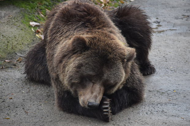 В Софийския зоопарк живеят три кафяви мечки  евроазиатските мечки Тони и