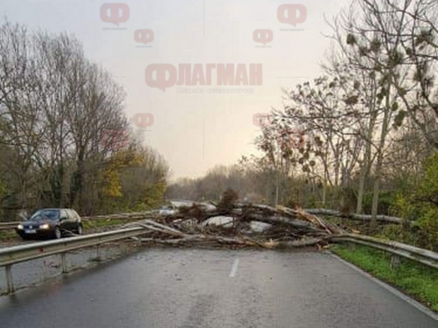 Силният вятър събори старо дърво на пътя Бургас Созопол Старият дънер