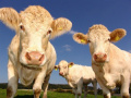 Мит: Кравите отделят повече парникови газове, отколкото транспорта
