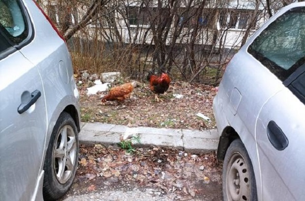 "Свободни" кокошки се разхождат из кварталите на София