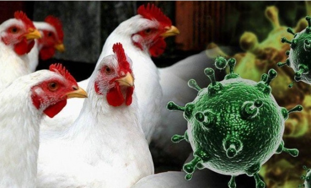 Вълната от птичи грип в Азия и Европа е по опасна