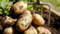 Производител: Българските картофи ще поскъпнат двойно тази година