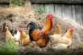 400 000 птици са умъртвени в девет ферми в Плевенско заради птичи грип