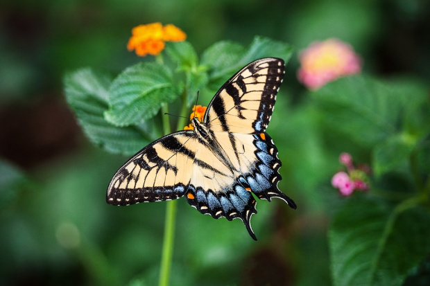 Пеперудата е известна като най красивото крилато създание на природата В