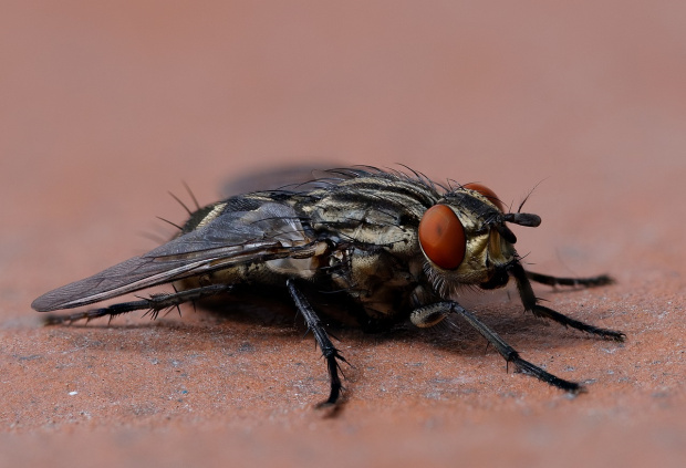 Червеи бръмбари мухи какавиди отглеждането и преработката на насекоми