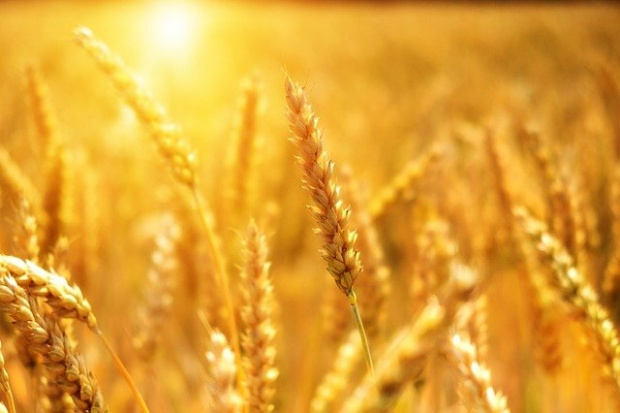Няма опасност от зърнена криза в България Това заяви министърът на