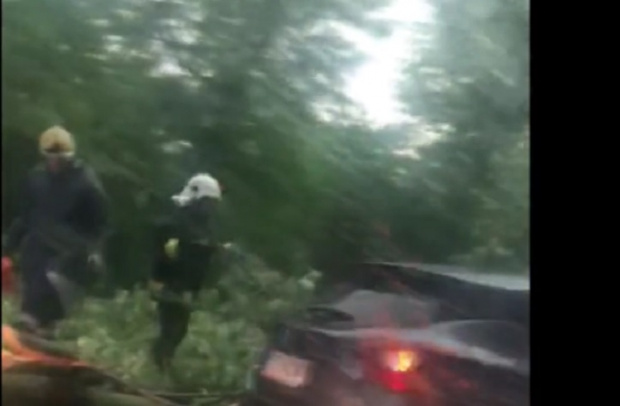 Дърво падна върху движеща се кола в София Инцидентът е