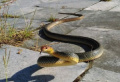 Нашествие на змии у нас, превземат и градовете (ВИДЕО)