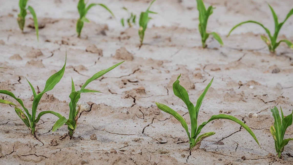 Сбъдва ли се пророчество на Ванга? Европа преживява най-тежката суша от 500 г. насам