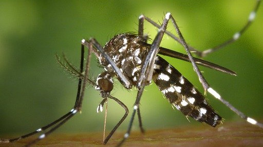 Заплашва ни още една болест, пренасяна от комари
