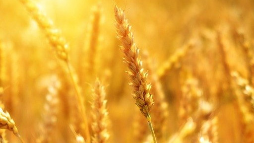 Родни производители на протест срещу вноса на украинското зърно