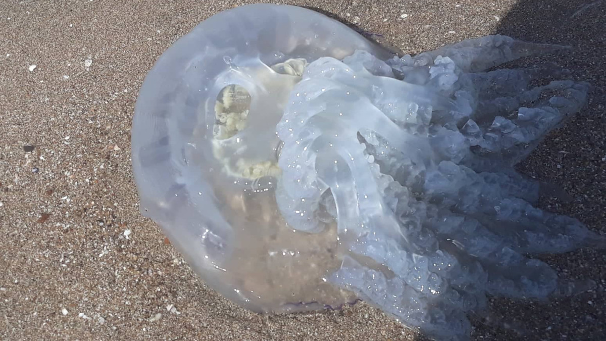 Хиляди трупове на медузи осеяха плажната ивица между Поморие и