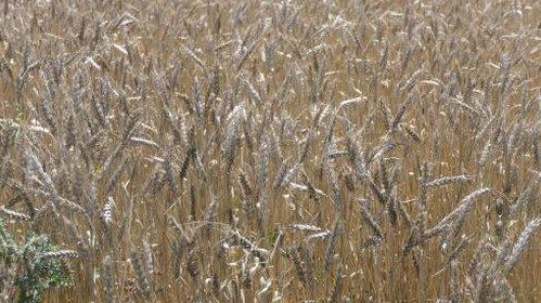 Москва заплаши: Ще прекратим сделката за износ на зърно