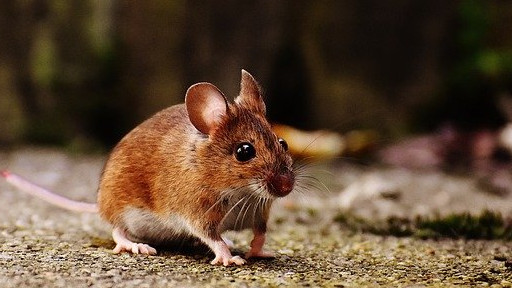 Невиждана популация на мишки блокира части от Япония Явлението се