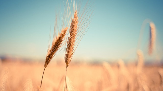 Зърнопроизводител: Ядем хляб от нискокачествена украинска пшеница, с канцерогенни патогени