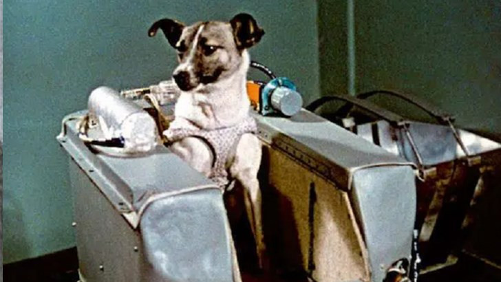 Навършват се 65 години от полета на кучето Лайка в космоса